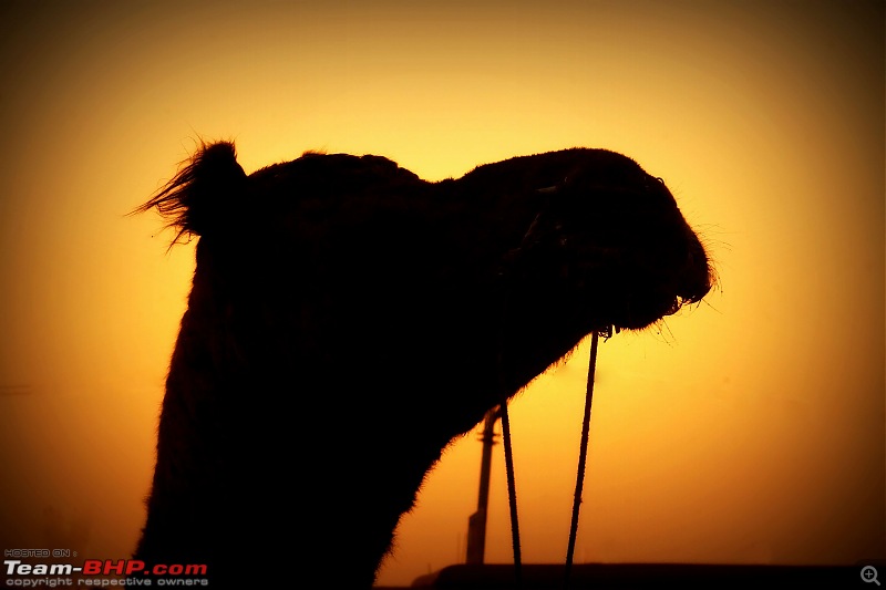 Ciazzler® Roadtrip | Pushkar Camel Fair - A Photologue-1pushkar-13.jpg