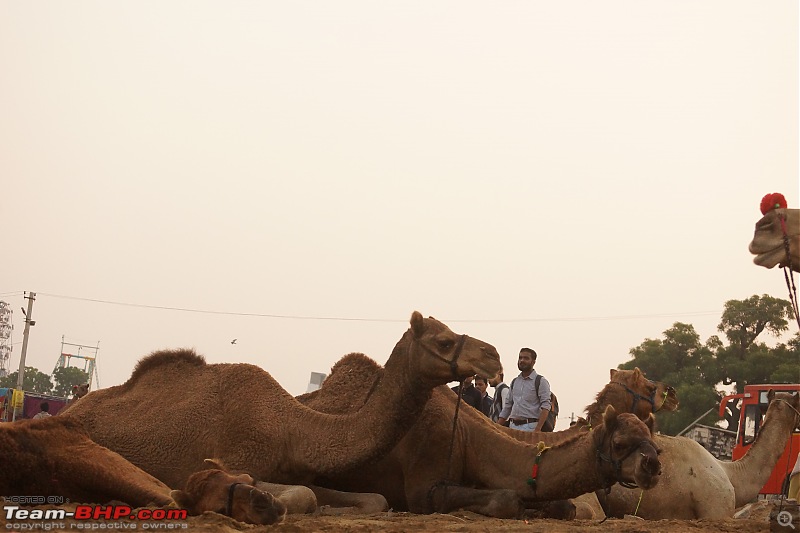 Ciazzler® Roadtrip | Pushkar Camel Fair - A Photologue-dsc06128.jpg