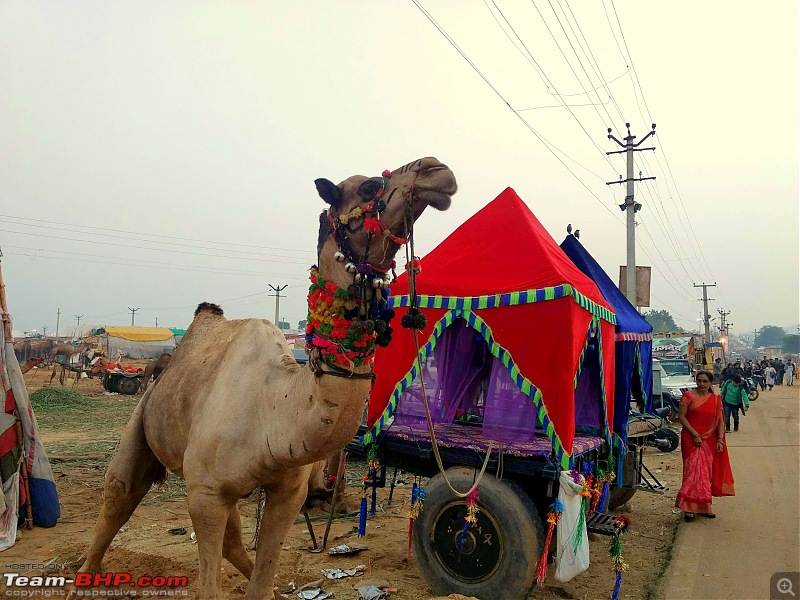 Ciazzler® Roadtrip | Pushkar Camel Fair - A Photologue-4pushkar-2k1000.jpg