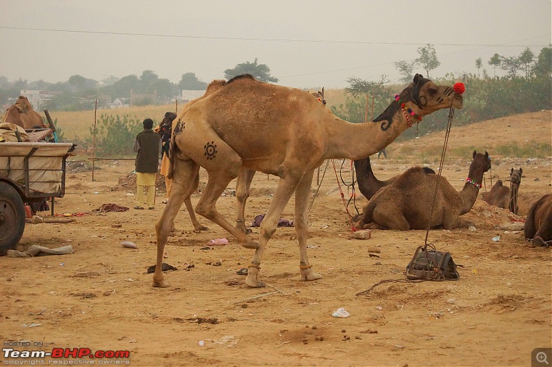 Ciazzler® Roadtrip | Pushkar Camel Fair - A Photologue-4pushkar-8k1000.jpg