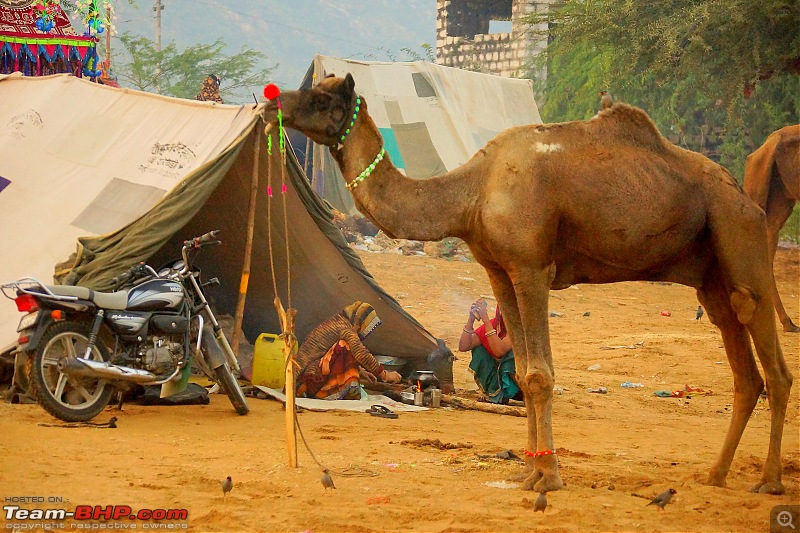 Ciazzler® Roadtrip | Pushkar Camel Fair - A Photologue-4pushkar-7k1000.jpg