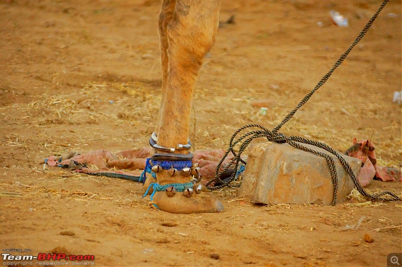 Ciazzler® Roadtrip | Pushkar Camel Fair - A Photologue-4pushkar-6k1000.jpg