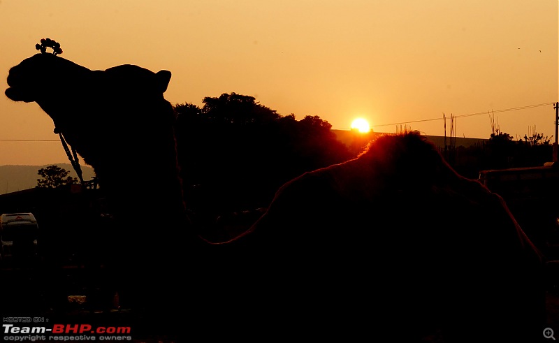 Ciazzler Roadtrip | Pushkar Camel Fair - A Photologue-4pushkar-4k1000.jpg
