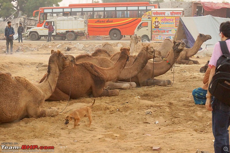 Ciazzler® Roadtrip | Pushkar Camel Fair - A Photologue-4pushkar-5k1000.jpg