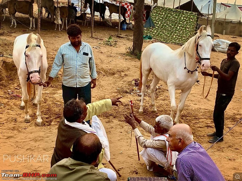 Ciazzler Roadtrip | Pushkar Camel Fair - A Photologue-5pushkarhorses-9.jpg