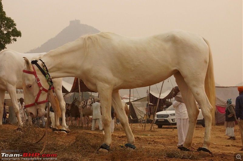 Ciazzler® Roadtrip | Pushkar Camel Fair - A Photologue-5pushkarhorses-6.jpg