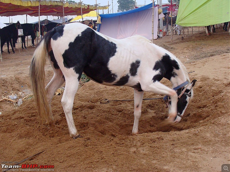 Ciazzler® Roadtrip | Pushkar Camel Fair - A Photologue-5pushkarhorses-2.jpg