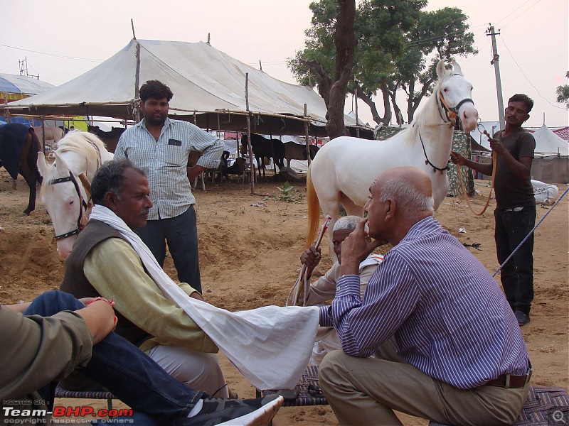 Ciazzler® Roadtrip | Pushkar Camel Fair - A Photologue-5pushkarhorses-1.jpg