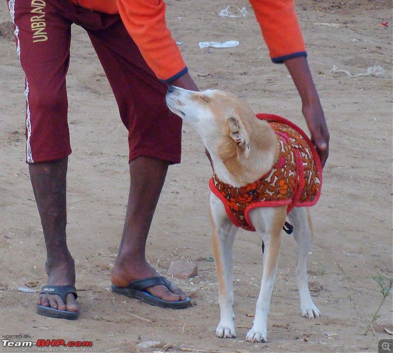 Ciazzler® Roadtrip | Pushkar Camel Fair - A Photologue-3pushkar-dog.jpg