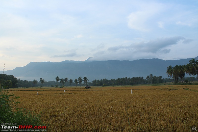 Meghamalai - the Highwavy Mountains - via Munnar-pic2.jpg