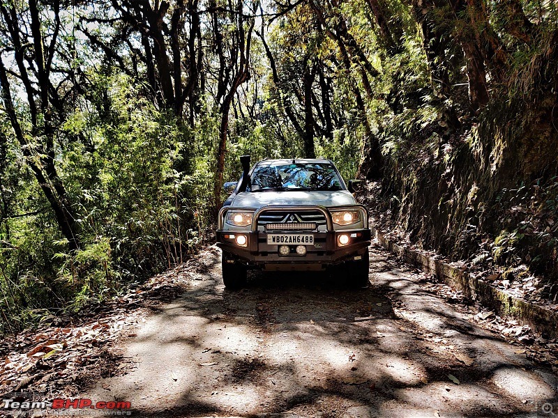 A weekend road-trip from Kolkata to Sandakphu-paj-trees.jpg