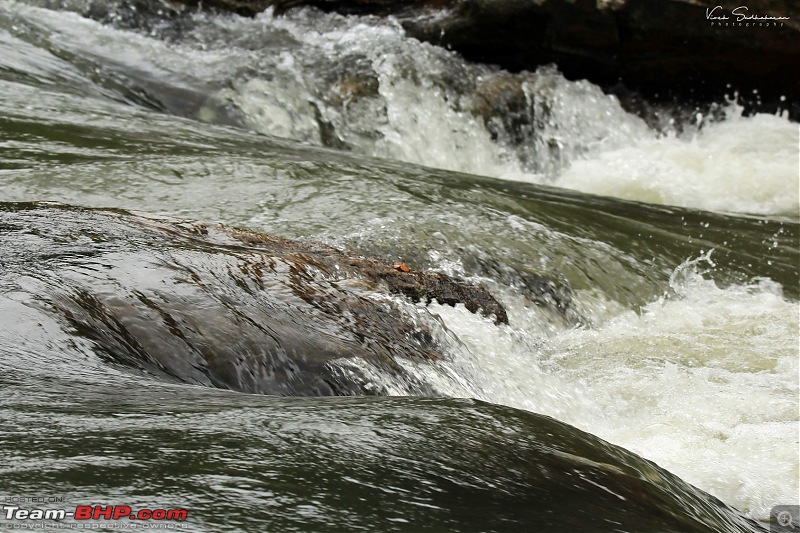 Nelliyampathy - Kerala's little paradise! A photologue-img_57761687x1124.jpg