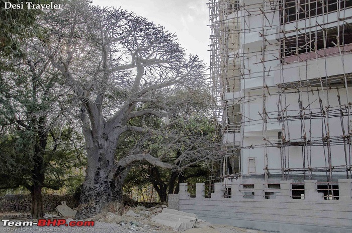 The Fabled Parijat Tree @ Vill, Baraulia-baobabtreeandranganath.jpg