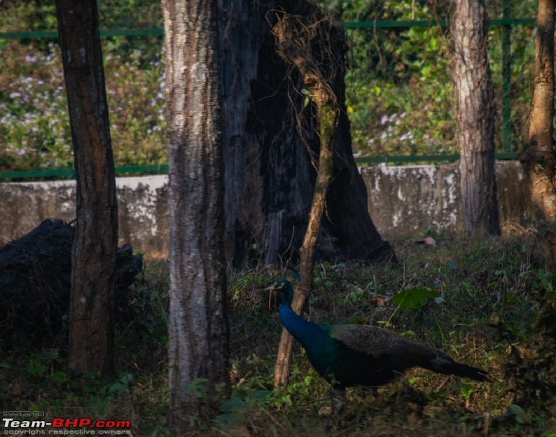 West Bengal - A treasure for tourists-dsc_3676_resize_81.jpg