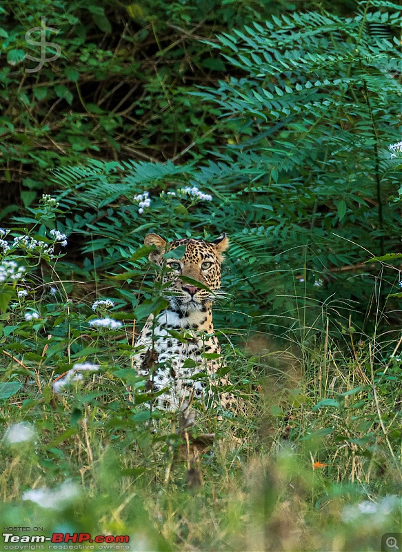 Kabini: The Dark Lord (Black Panther). Again-kbn1219012.jpg