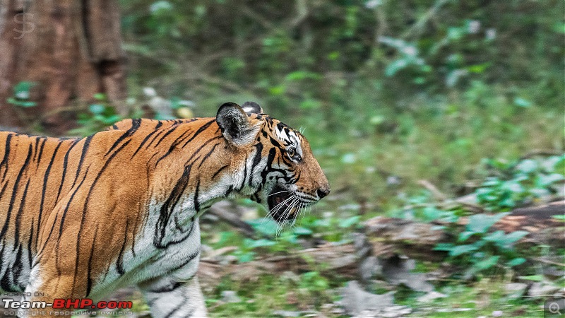 Kabini: The Dark Lord (Black Panther). Again-kbn1219033.jpg