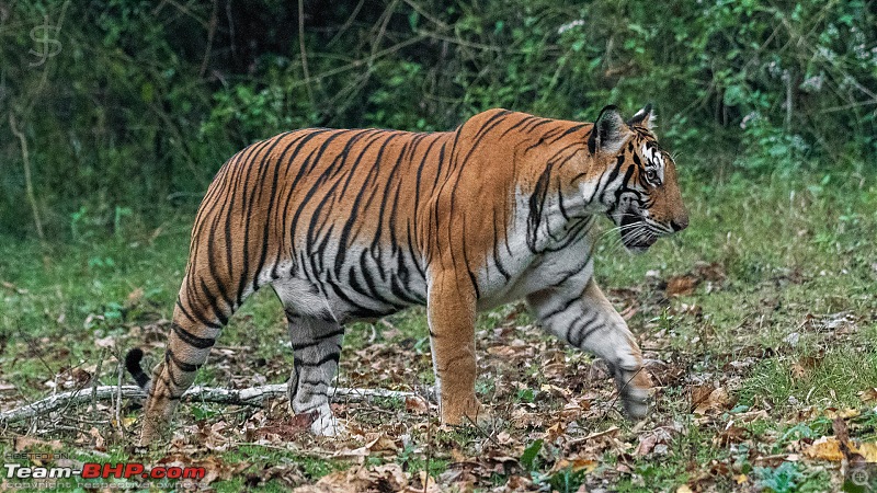 Kabini: The Dark Lord (Black Panther). Again-kbn1219036.jpg