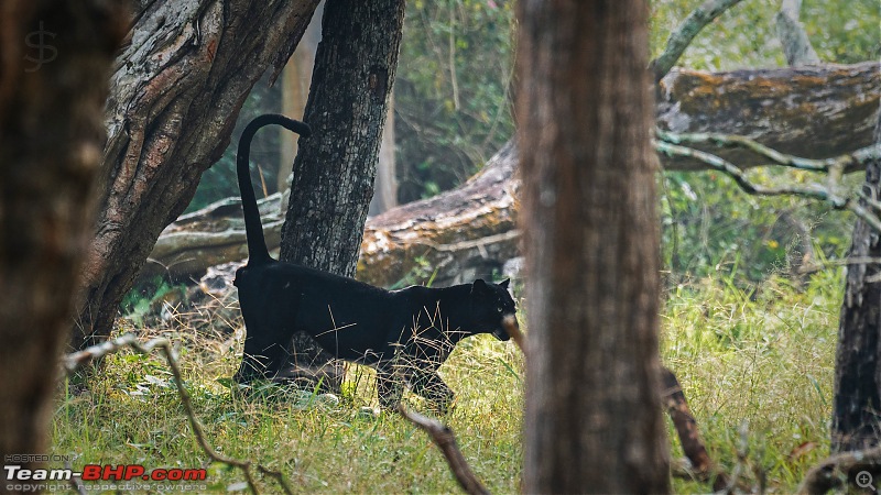 Kabini: The Dark Lord (Black Panther). Again-kbn1219046.jpg