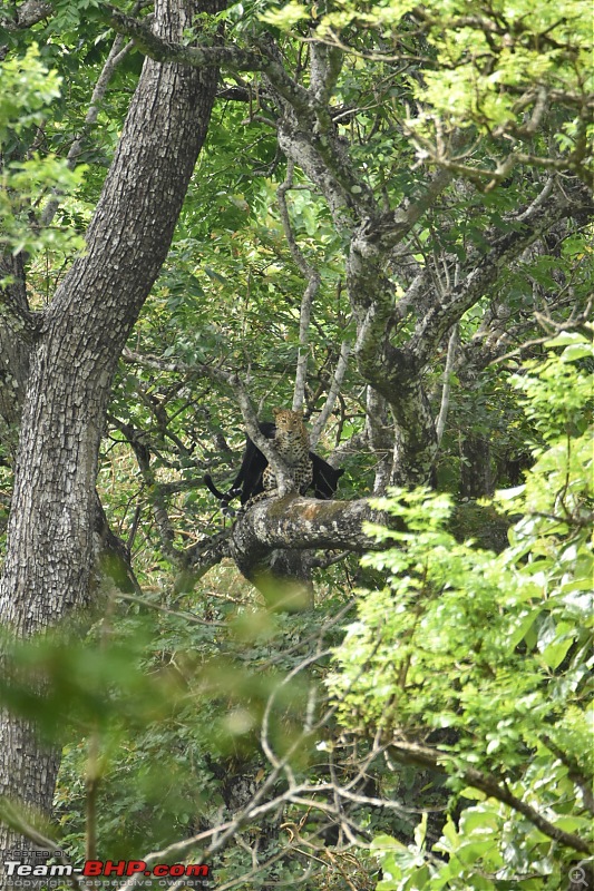 Kabini: The Dark Lord (Black Panther). Again-dsc_0322.jpg