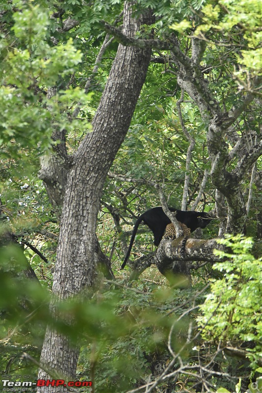 Kabini: The Dark Lord (Black Panther). Again-dsc_0312.jpg