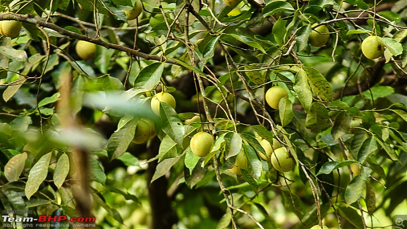 Of glory and obscurity - Braemore Estate, Thiruvananthapuram-image00017f_edited.jpg