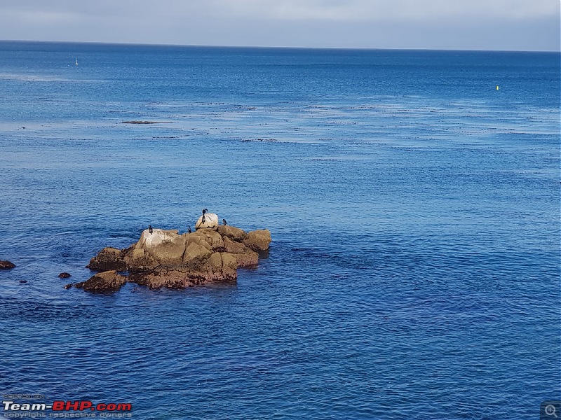 Welcome to V8ville: Touring the Californian Coast in a 2019 Dodge Challenger-monterey_bird_watching.jpg