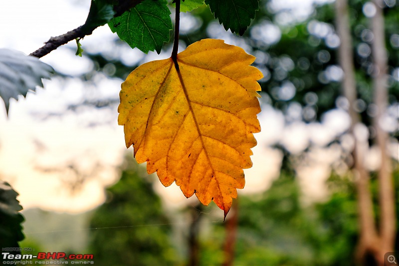 North Bengal & Sikkim in a Duster AWD-leaf.jpg