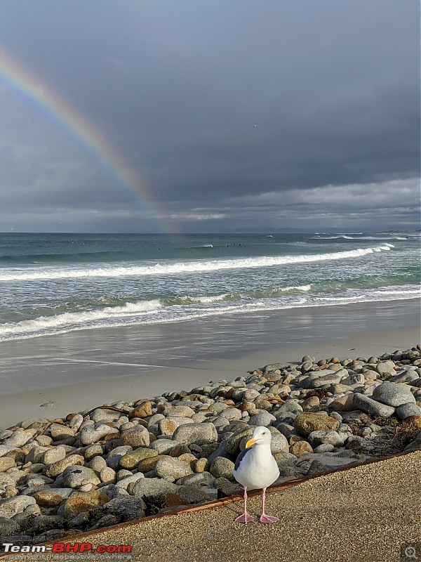 Once upon a time in California | San Francisco, Yosemite, & the Pacific Coast Highway | Winter 2019-rainbow-bird.jpg