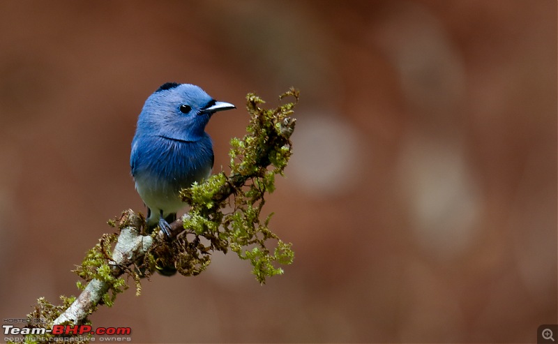 Birds of Old Magazine House - Ganeshgudi, Dandeli-blacknaped-monarch1.jpg