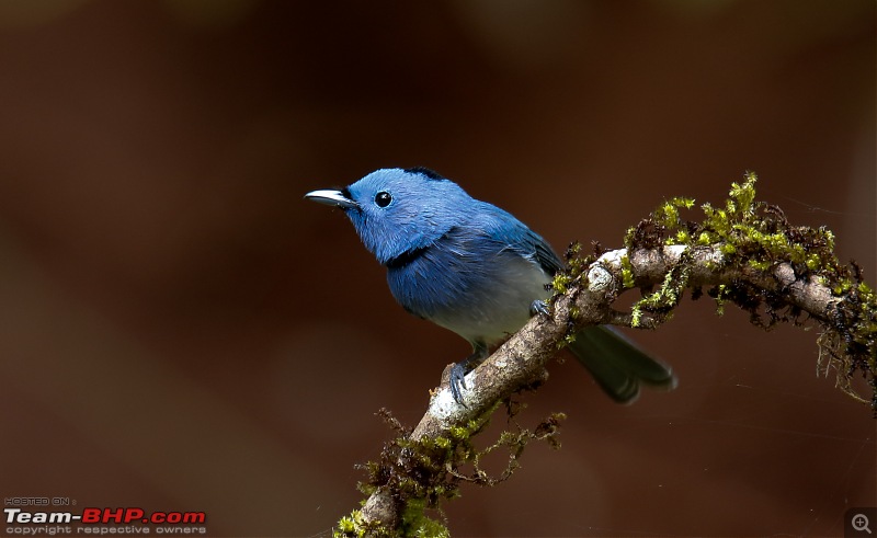 Birds of Old Magazine House - Ganeshgudi, Dandeli-blacknaped-monarch2.jpg