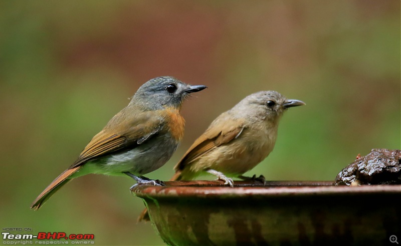 Birds of Old Magazine House - Ganeshgudi, Dandeli-whitebellied-blue-flycatcher1.jpg