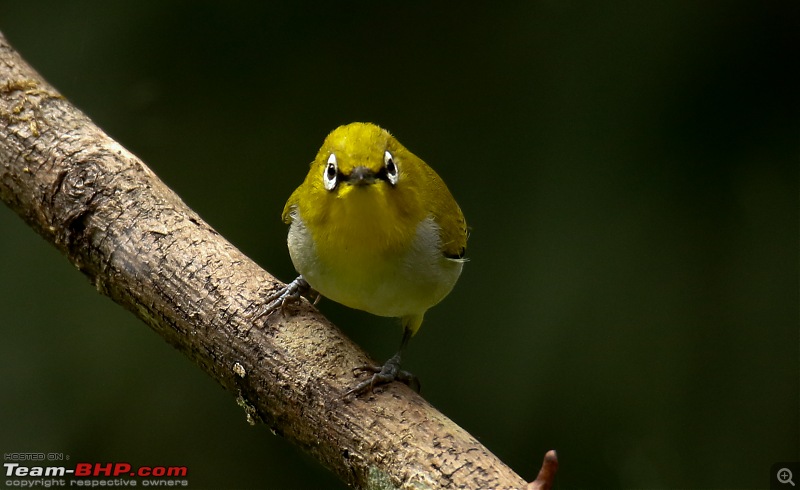 Birds of Old Magazine House - Ganeshgudi, Dandeli-indian-whiteeye3.jpg