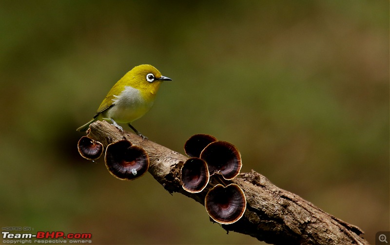 Birds of Old Magazine House - Ganeshgudi, Dandeli-indian-whiteeye7.jpg