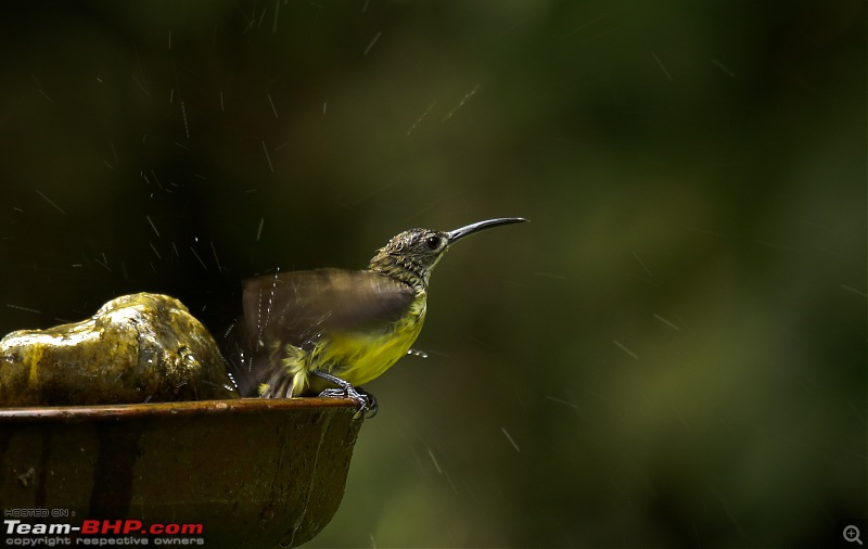 Birds of Old Magazine House - Ganeshgudi, Dandeli-little-spiderhunter.jpg