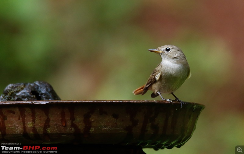 Birds of Old Magazine House - Ganeshgudi, Dandeli-rustytailed-flycatcher1.jpg