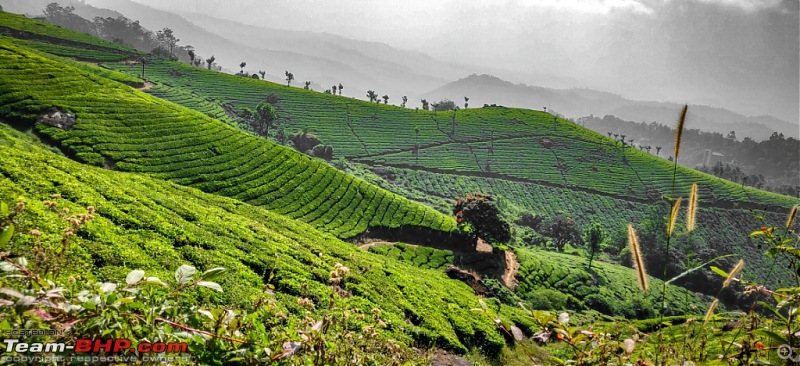 Hyderabad - Kanyakumari - Kerala in a Duster AWD-munnar-d2-3.jpg