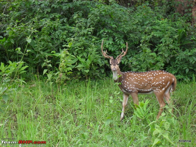 Wildlife, Water falls, Coffee hills, Tea estates, Rain, River, Mist @ south coorg-7.jpg