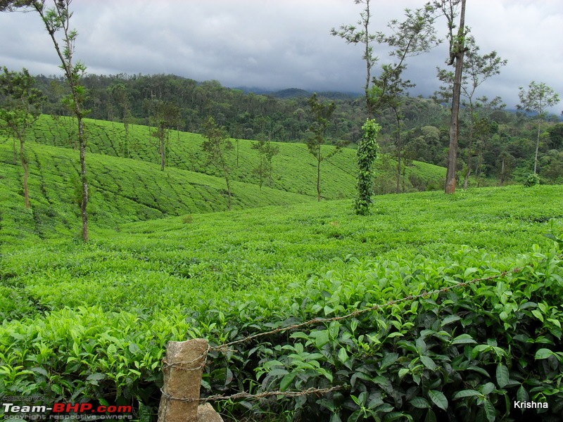 Wildlife, Water falls, Coffee hills, Tea estates, Rain, River, Mist @ south coorg-21.jpg