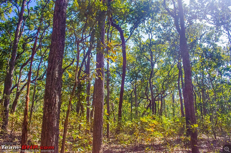 To the Forests of Eastern Odisha-_dsc0153.jpg