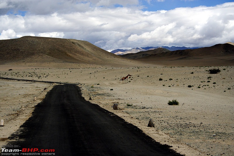 5000kms and 12 Passes, a 20 day wild wild ride to the roof of the world!-657138633_dckzal.jpg