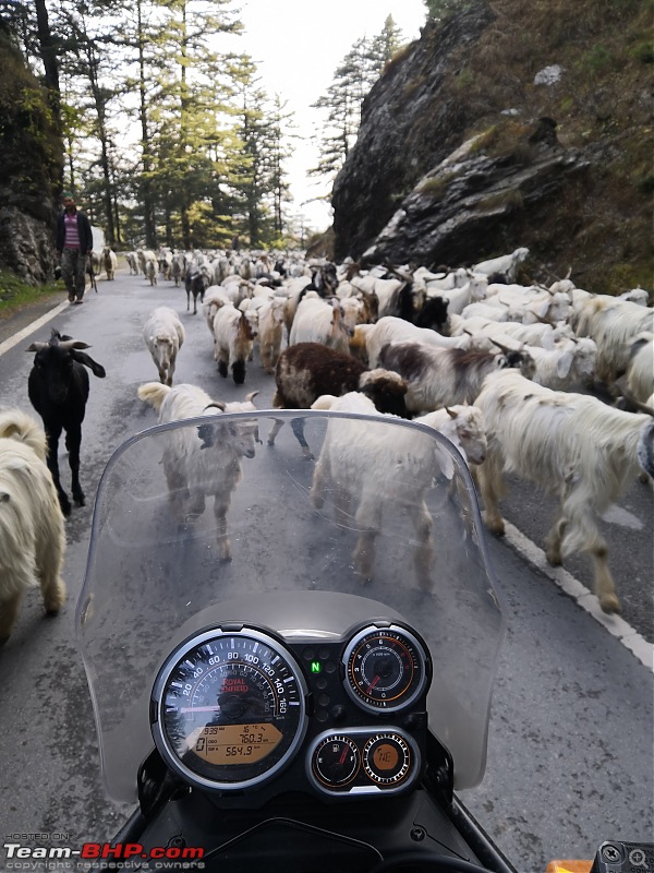 Winter Ride to Spiti - On a Duke 390 & RE Himalayan-traffic.jpg