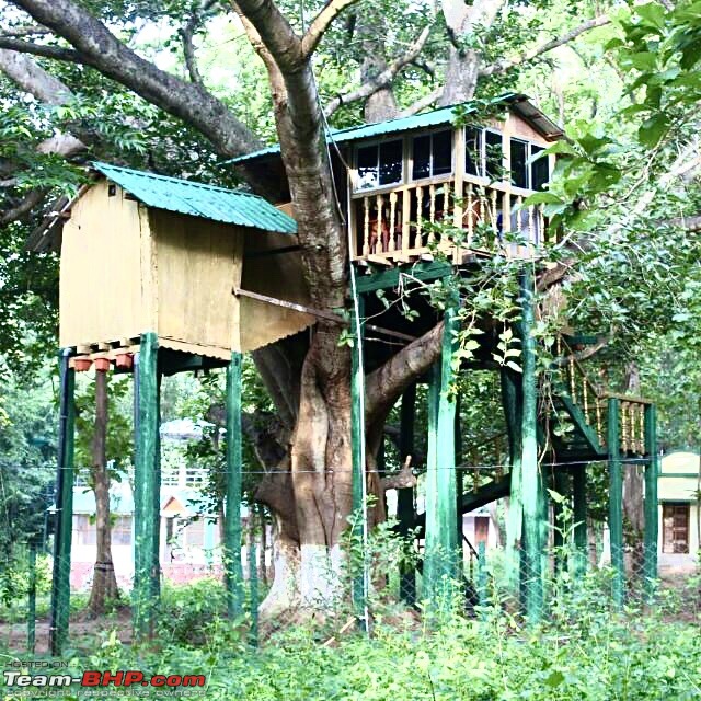 A giant squirrel & the tree house - Forests of Odisha-cb3c7f26792d4f3bb316978a533e1e09.jpeg