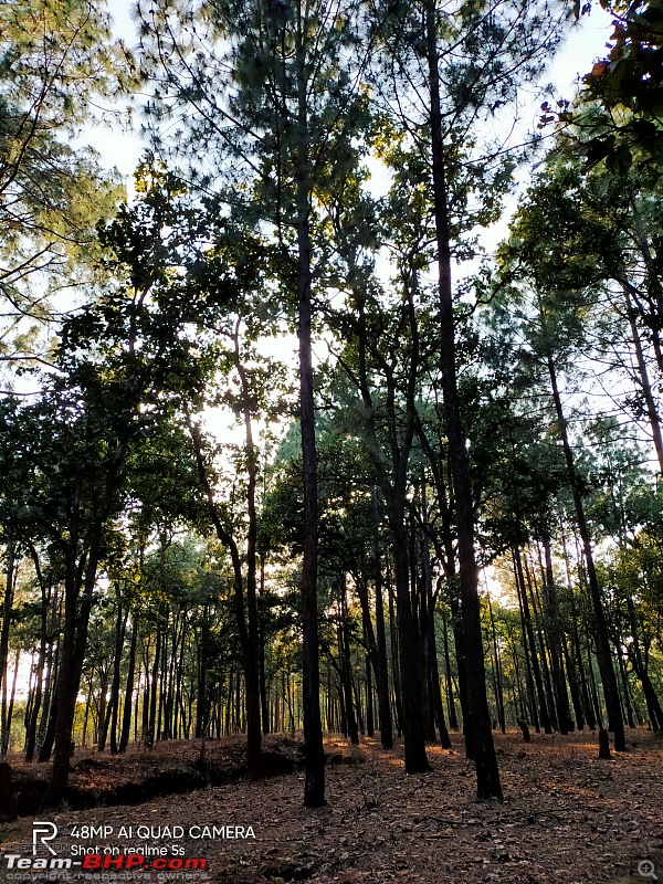 Drive to Patratu Valley and Netarhat - Beautiful places of Jharkhand-trees.jpg