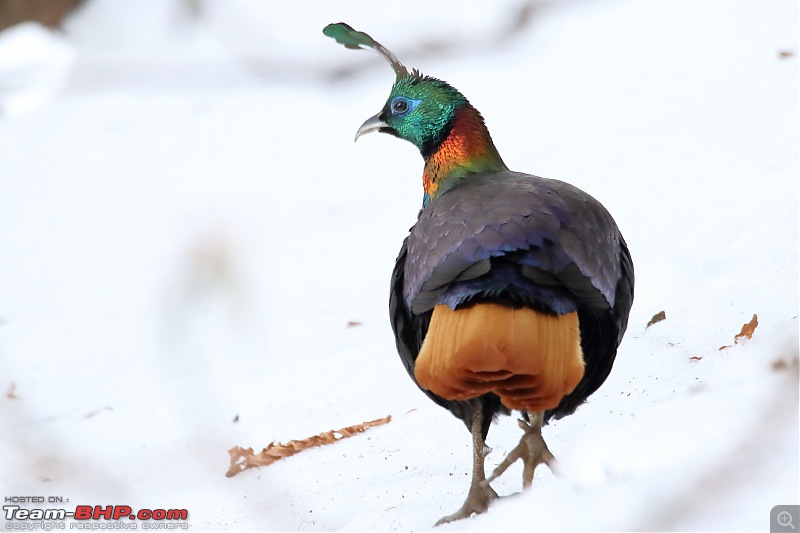 Birds of Himalayas - Sattal and Kedarnath Wildlife Sanctuary-745a5877.jpg