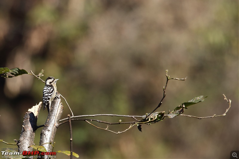 Birds of Himalayas - Sattal and Kedarnath Wildlife Sanctuary-123400000131.jpg