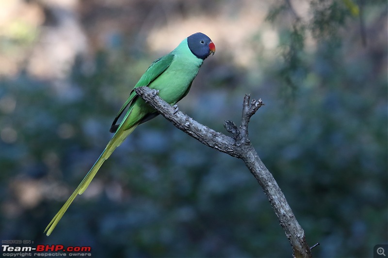 Birds of Himalayas - Sattal and Kedarnath Wildlife Sanctuary-slaty-headed1.jpg