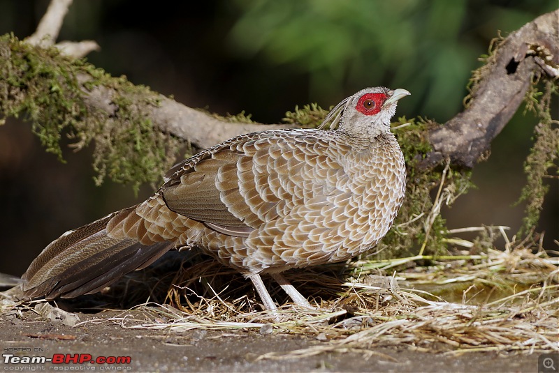 Birds of Himalayas - Sattal and Kedarnath Wildlife Sanctuary-kalij-pheasant.jpg