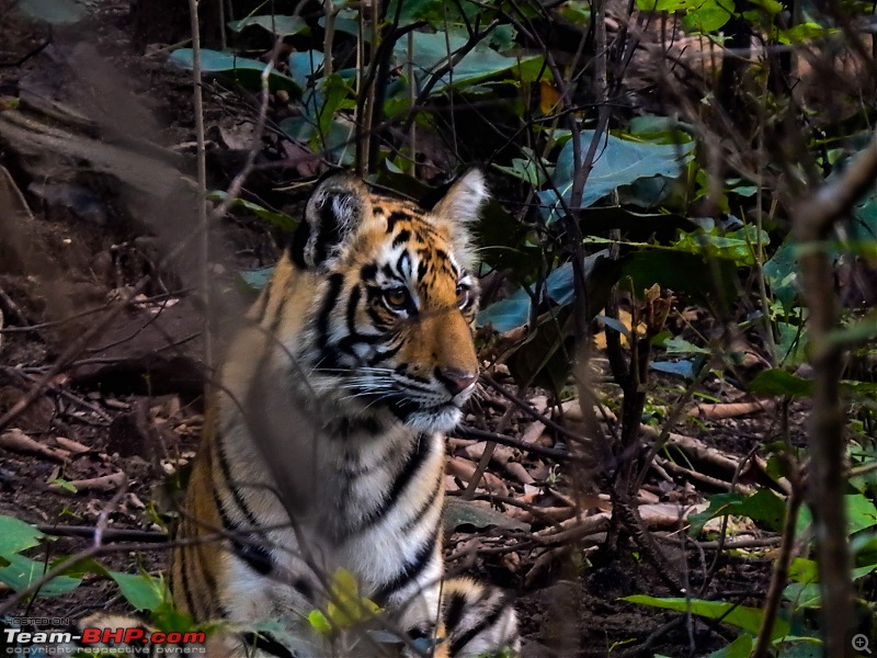 An accidental discovery of a Tiger's Den and a Time Travel-dscn3544.jpg