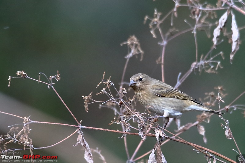 Birds of Himalayas - Sattal and Kedarnath Wildlife Sanctuary-pinkbrowed-rosefinch2.jpg