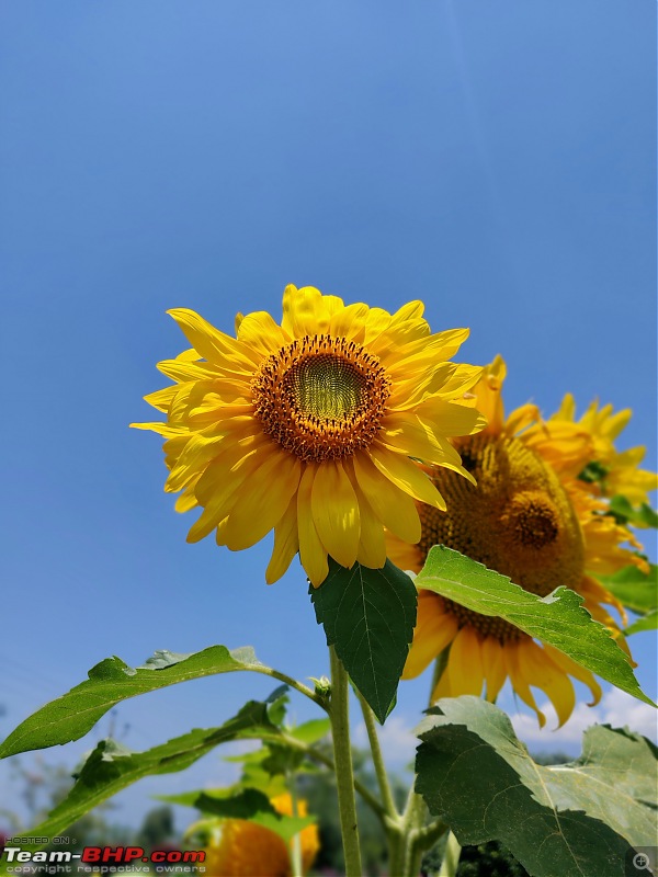 Kashmir Great Lakes Trek - My 1st raw experience in the mighty Himalayas-nishat_sunflower.jpg